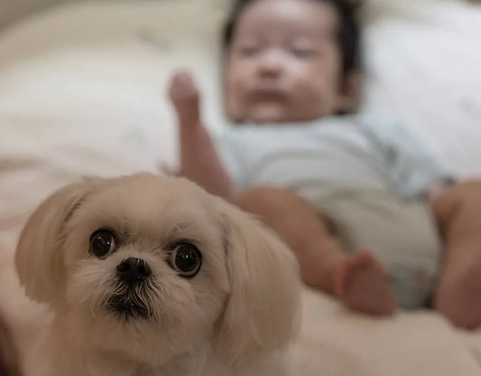 How to Prepare Your Dog for the Arrival of a Baby