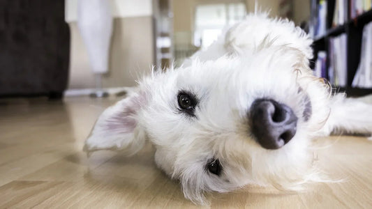 Create a Paradise for Your Furry Friend: Tips for Making Your Home Dog-Friendly