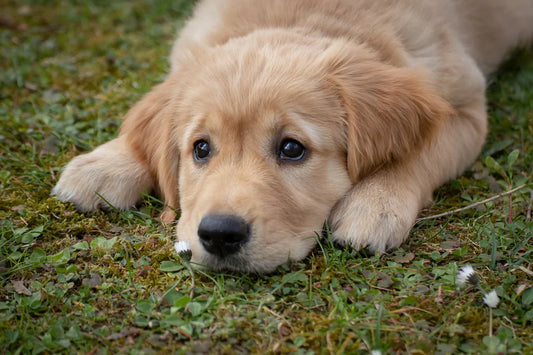 A Historical Journey Through the Most Popular Dog Breeds