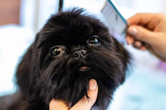 Dog Care: Protecting Your Faithful Friend from Disease and Parasites