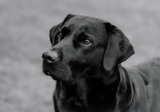 The Therapeutic Power of Dogs: How Our Furry Friends Affect Our Physical and Mental Well-Being