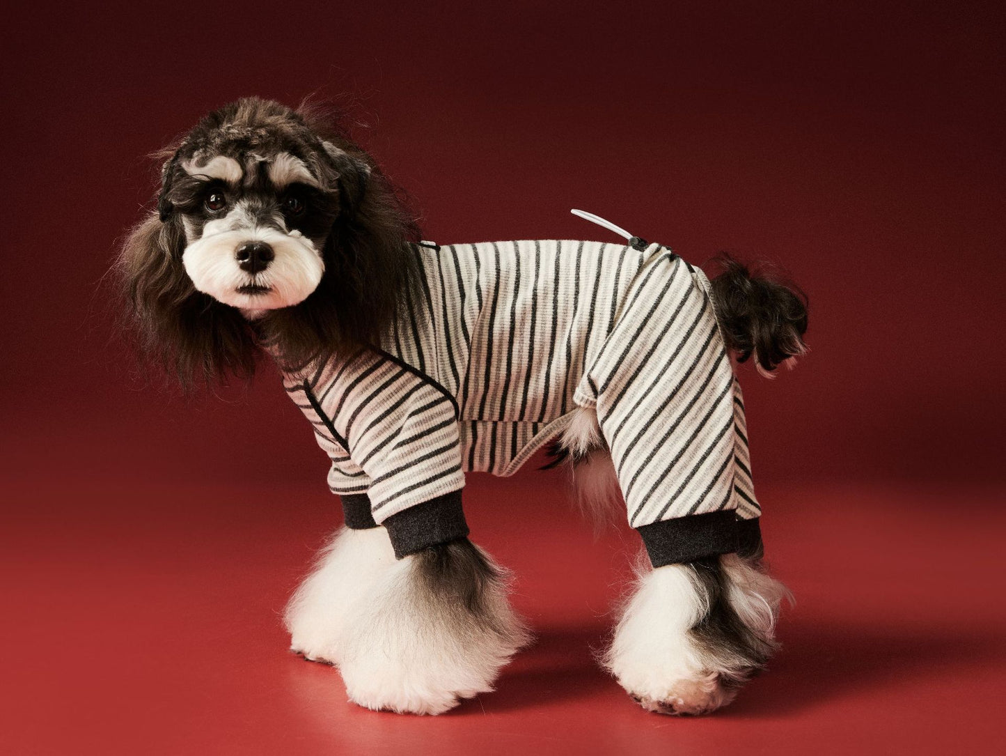 Warm four - legged striped base layer for dogs