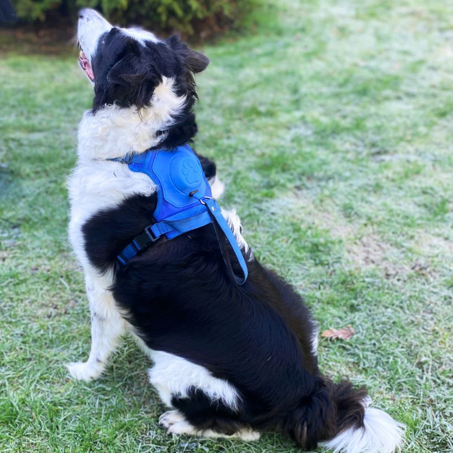 3 in 1 Dog Harness with Built-In Leash