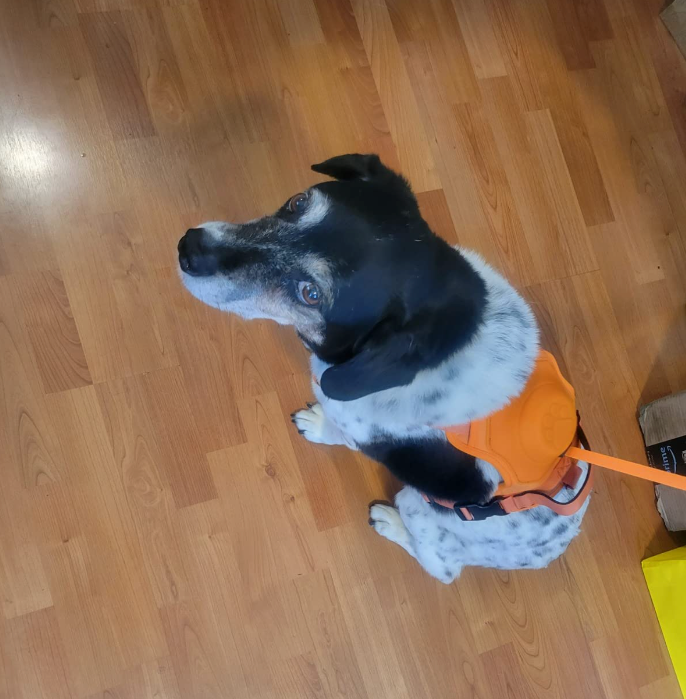 3 in 1 Dog Harness with Built-In Leash