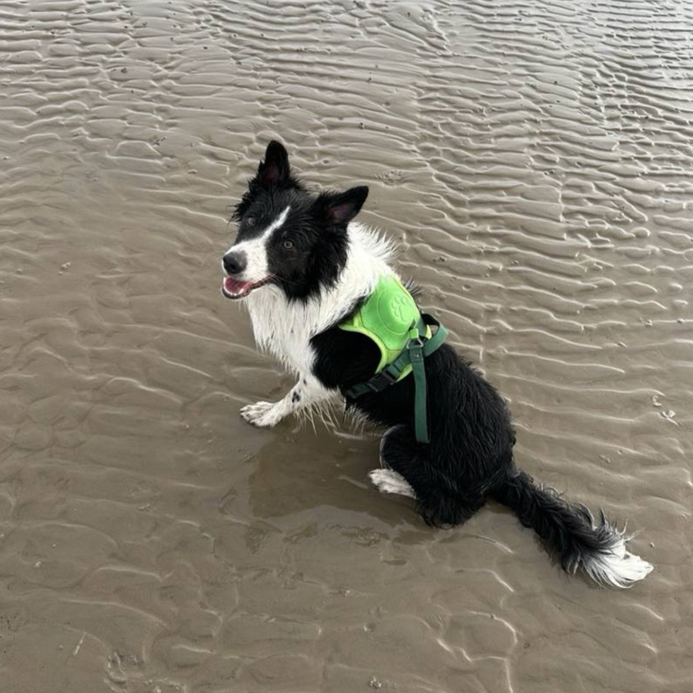 3 in 1 Dog Harness with Built-In Leash