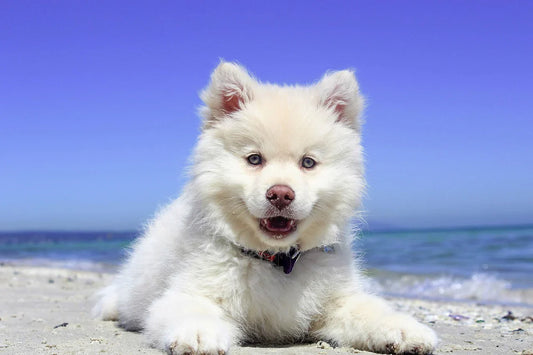 Vacationing With Your Furry Friend: Top Dog-Friendly Destinations & Places to Stay