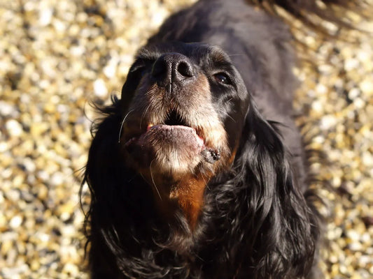 Controlling Unwanted Barking in Dogs: Effective Methods