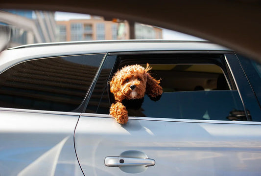 Safe and Comfortable: The Best Methods for Transporting Dogs in the Car