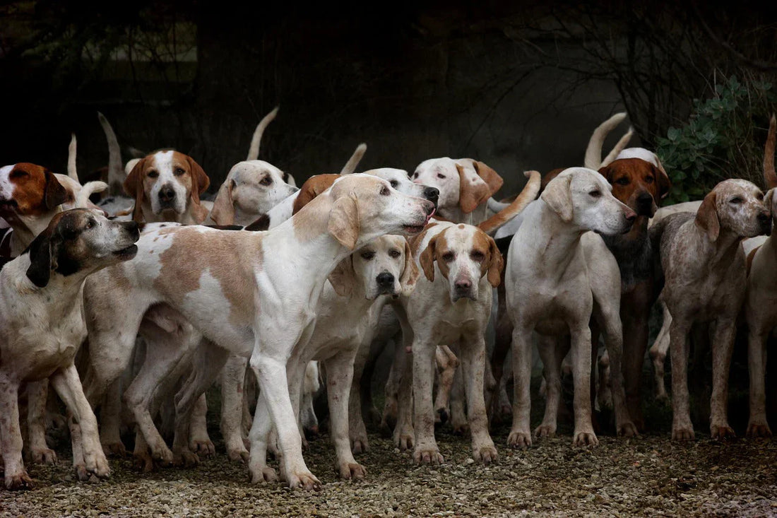 🐾 Top 25 Tips for Dog Owners