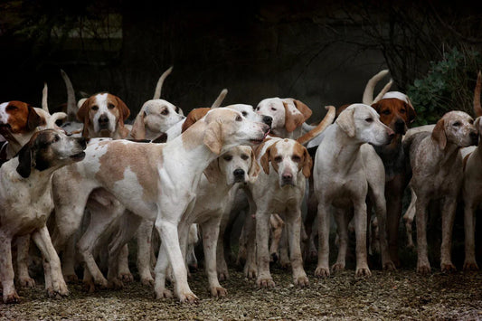 🐾 Top 25 Tips for Dog Owners