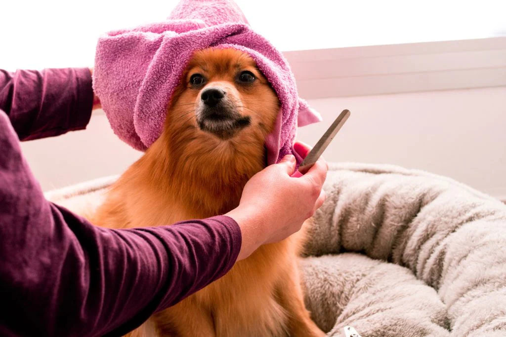 Cutting your dog's nails