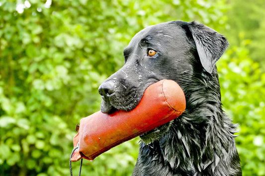 Discover the World of Dog Sports and Activities: From Agility to Treibball
