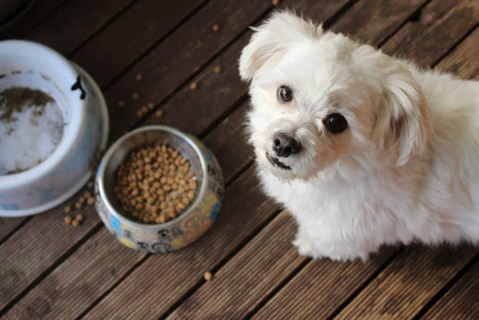 Puppy food that suits my dog