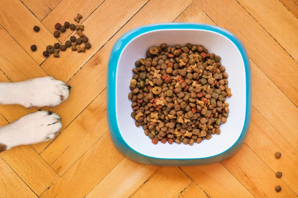 What food allergies are there in dogs?