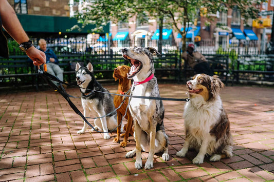 How can I teach my dog to sit?