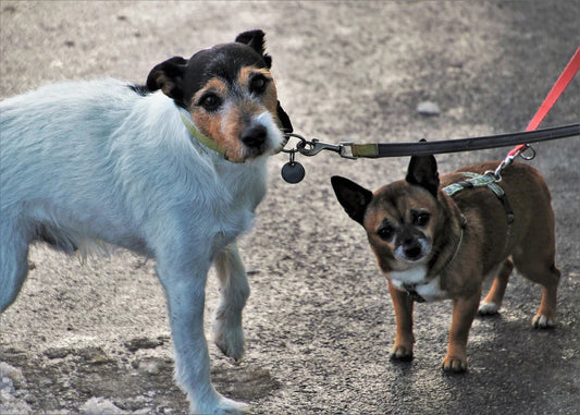 The Effects of Weather on Dog Health: Tips for Coping with Different Weather Conditions