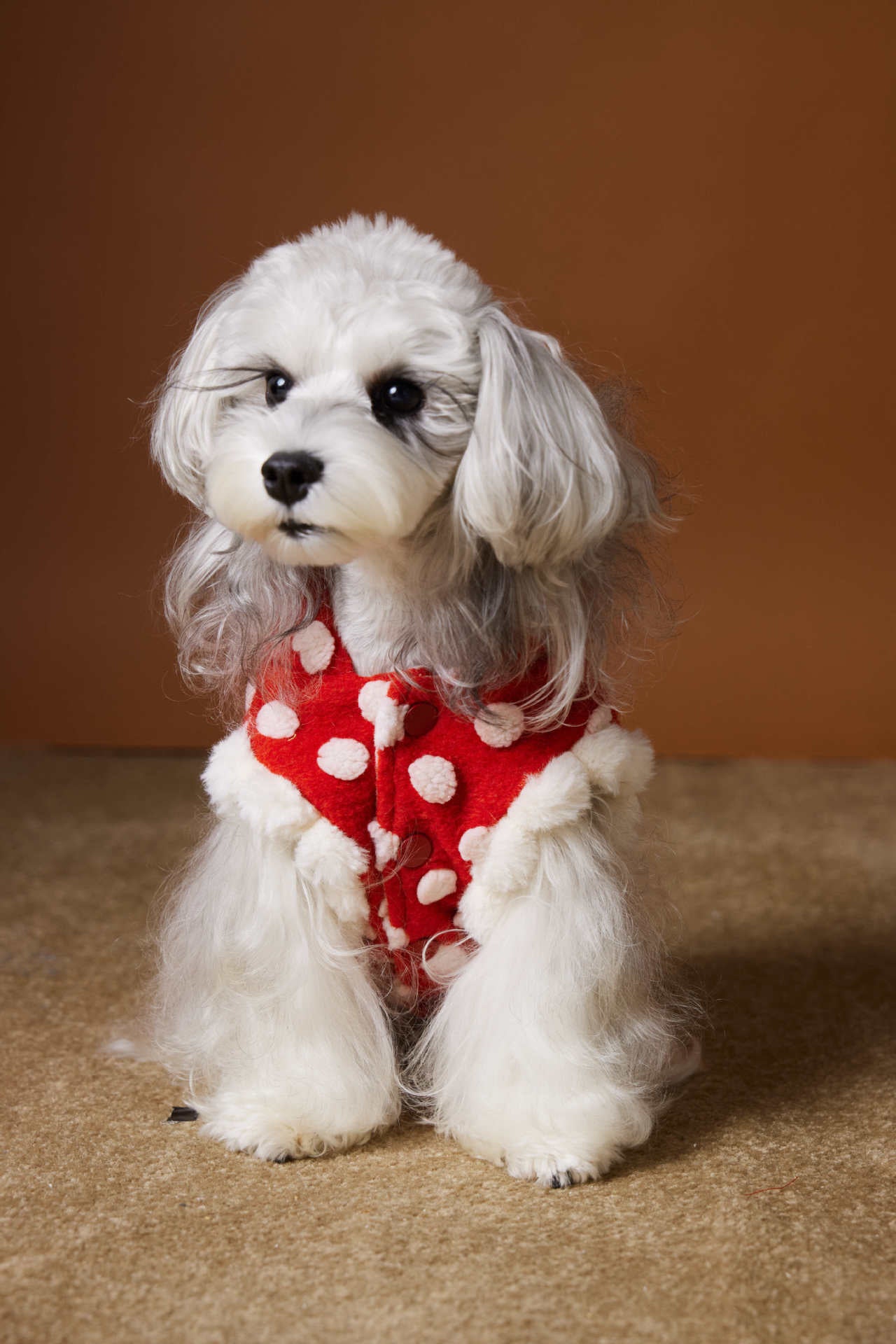 Red polka-dot sleeveless hooded vest for dogs