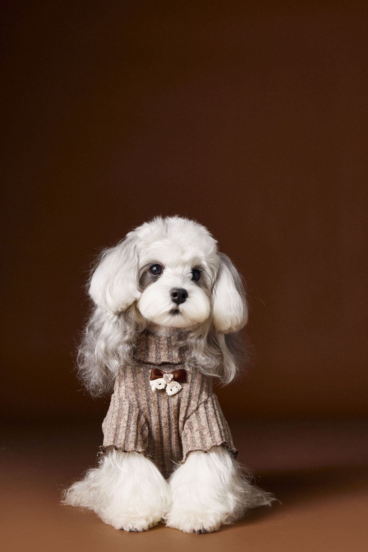 Lace - trimmed and bow - adorned undershirt for dogs