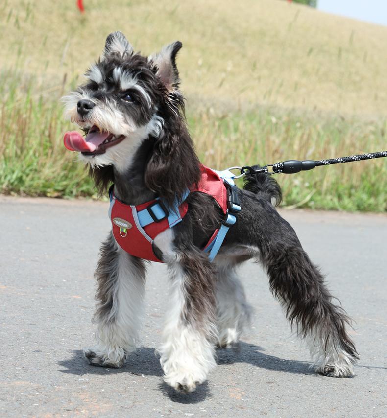 Lightweight pet harness with reflective strips
