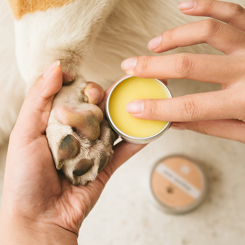 Pet Paw Care Balm Mega Bundle