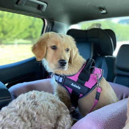 Ultimate Personalized No Pull Dog Harness