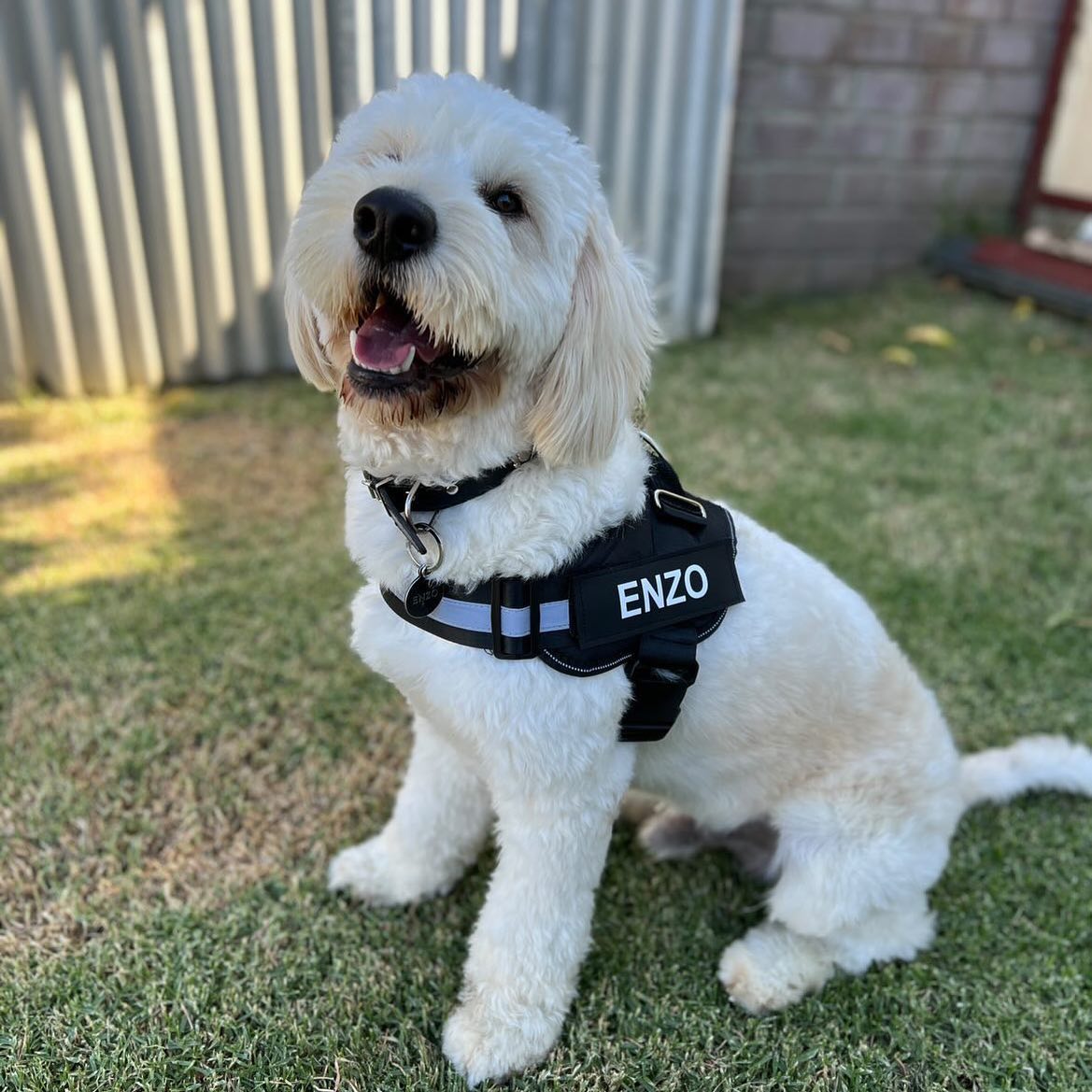 Ultimate Personalized No Pull Dog Harness