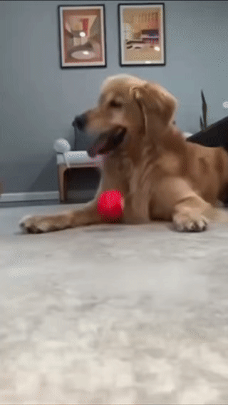 Viral DuraSpin™ Interactive Dog Ball
