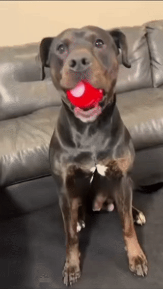 Viral DuraSpin™ Interactive Dog Ball